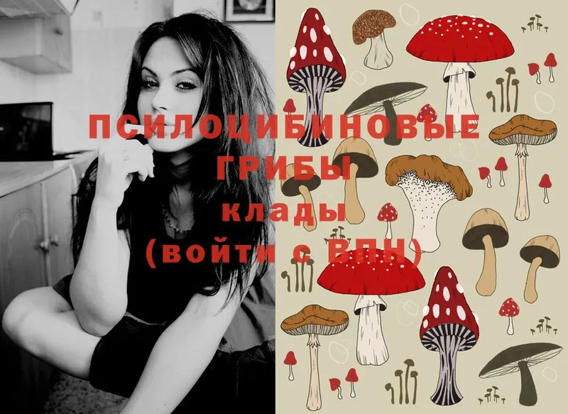 даркнет как зайти  где купить   Покров  Галлюциногенные грибы Psilocybe 